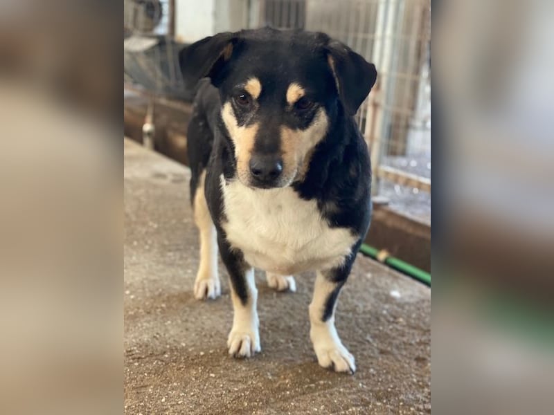 Elyas, geb. ca. 03/2023, lebt in GRIECHENLAND, im städt. Tierheim Serres