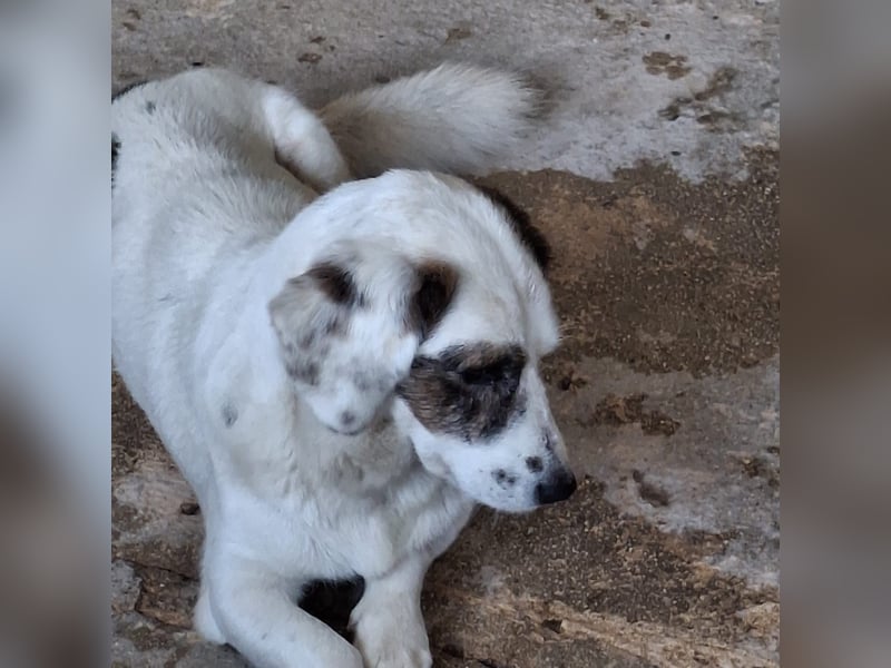 Fjord, geb. ca. 01/2024, lebt in GRIECHENLAND, auf einer privaten Pflegestelle