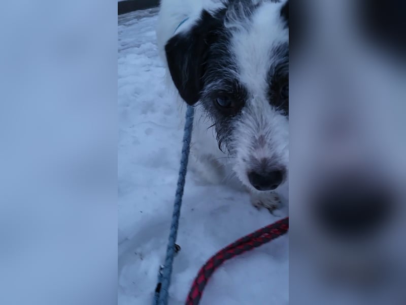 Gisela, klein, knuffig, gemütlich, süß, sucht Körbchen für immer