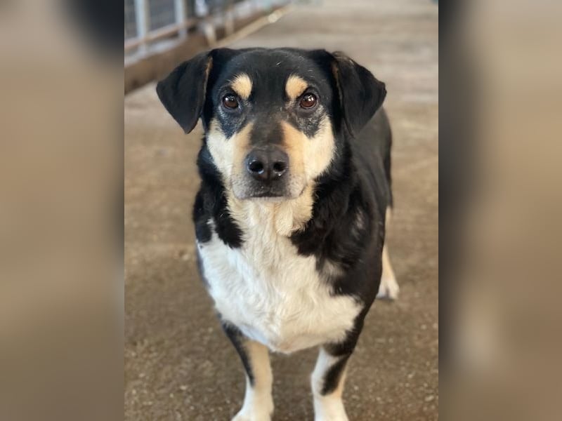 Elyas, geb. ca. 03/2023, lebt in GRIECHENLAND, im städt. Tierheim Serres