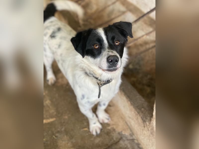 Skittles, geb. ca. 12/2023, lebt in GRIECHENLAND, auf einer privaten Pflegestelle