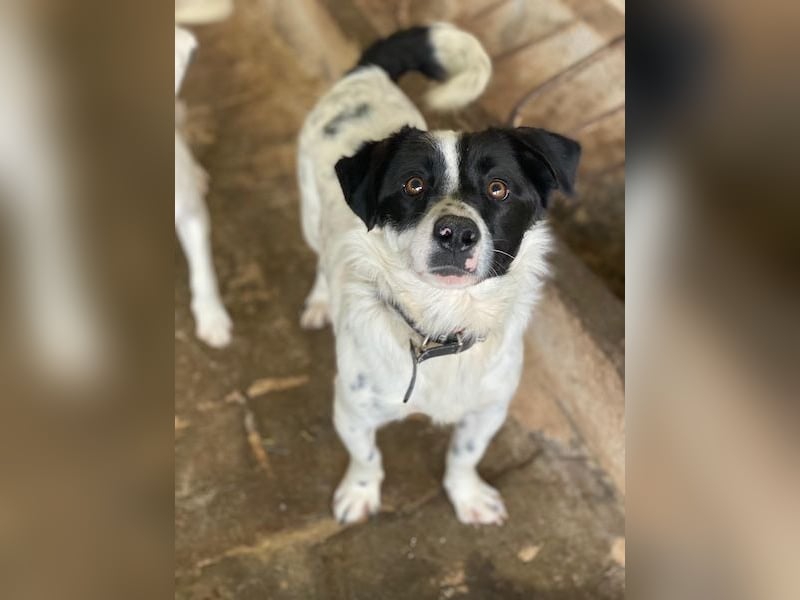 Skittles, geb. ca. 12/2023, lebt in GRIECHENLAND, auf einer privaten Pflegestelle