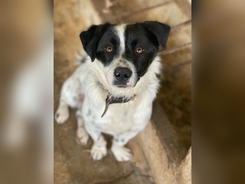 Skittles, geb. ca. 12/2023, lebt in GRIECHENLAND, auf einer privaten Pflegestelle