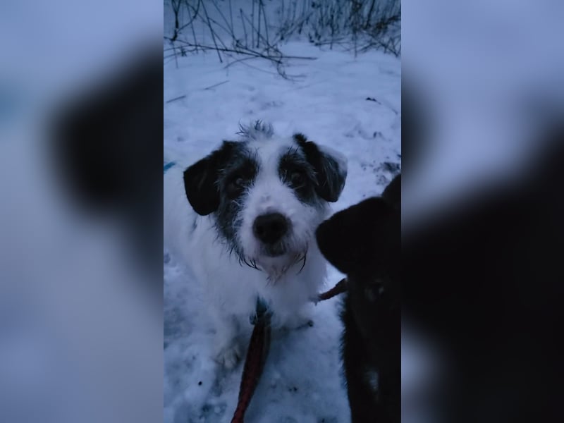 Gisela, klein, knuffig, gemütlich, süß, sucht Körbchen für immer