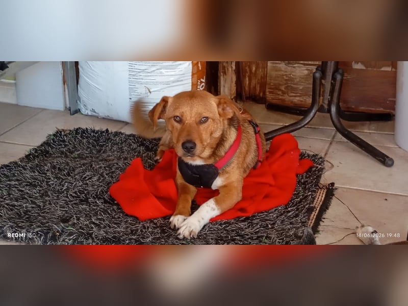 Unkomplizierter Kokoni Mix Cookie wartet aufs Glück