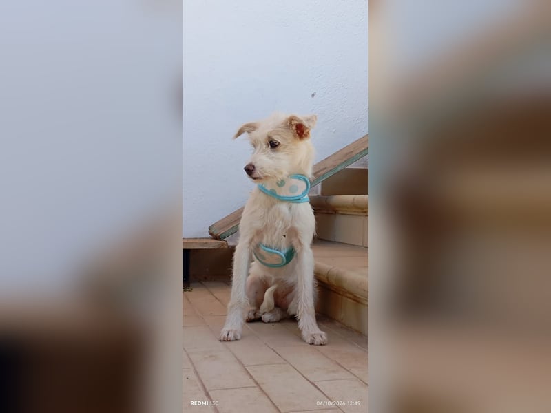 Dora , aufgeweckter TerrierMix