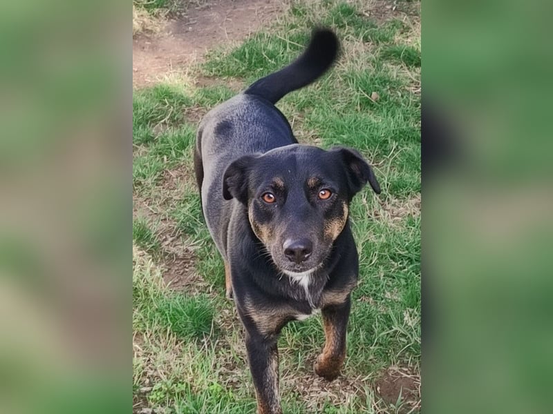 Juna - schüchtern aber liebenswert - sucht ihr Zuhause