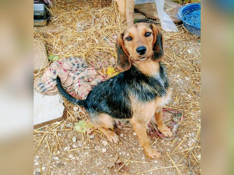 Zarte Tine, Brackenmix, hofft auf ihr Weihnachtswunder