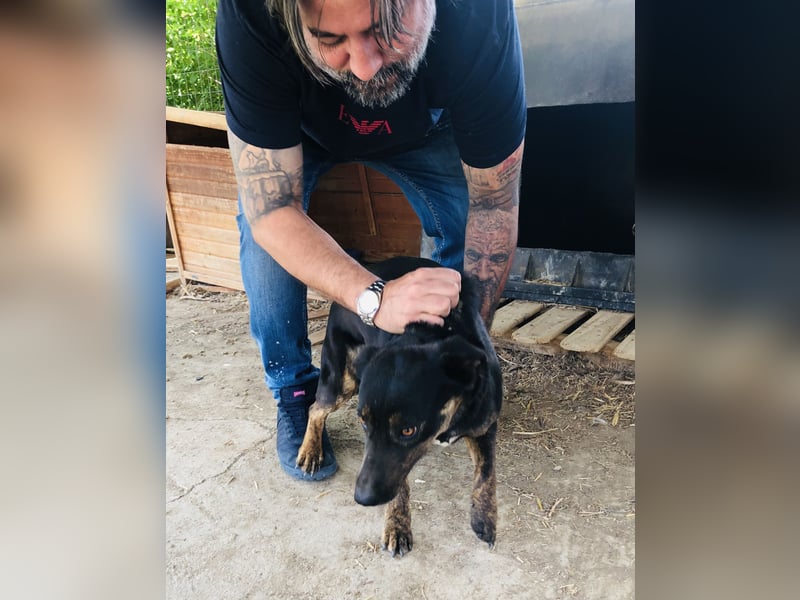 Juna - schüchtern aber liebenswert - sucht ihr Zuhause