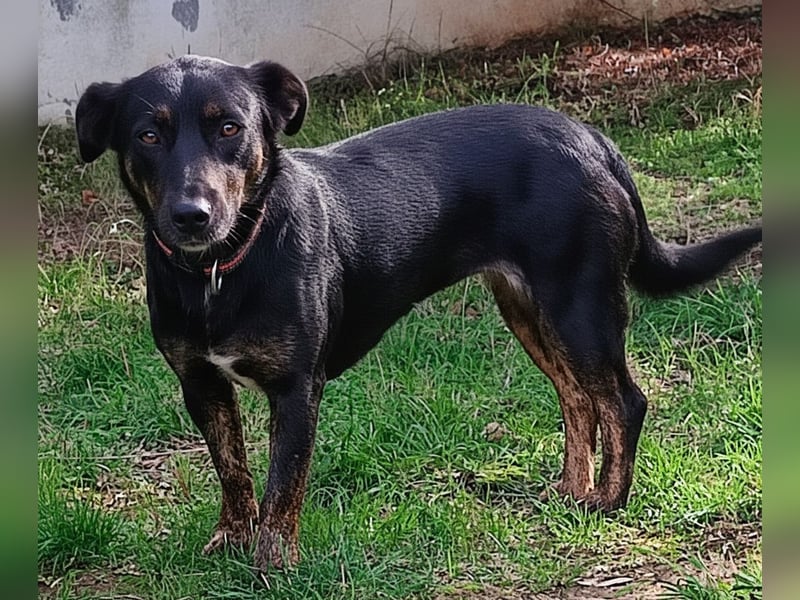 Juna - schüchtern aber liebenswert - sucht ihr Zuhause