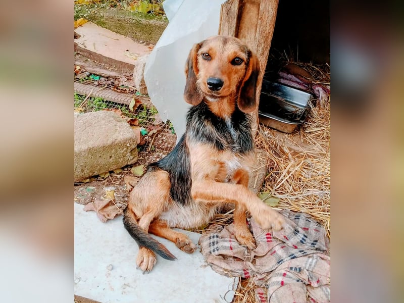 Zarte Tine, Brackenmix, hofft auf ihr Weihnachtswunder