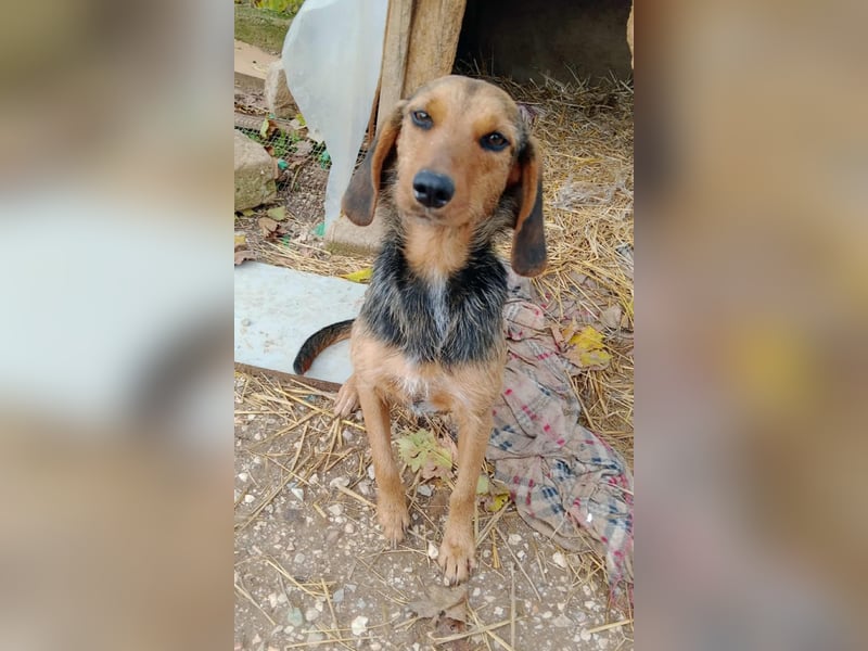 Zarte Tine, Brackenmix, hofft auf ihr Weihnachtswunder