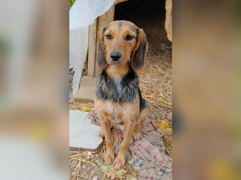 Zarte Tine, Brackenmix, hofft auf ihr Weihnachtswunder