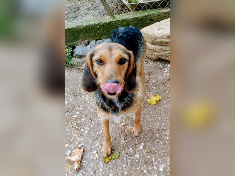 Zarte Tine, Brackenmix, hofft auf ihr Weihnachtswunder