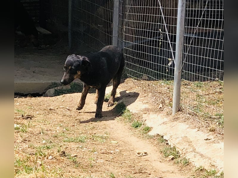 Juna - schüchtern aber liebenswert - sucht ihr Zuhause