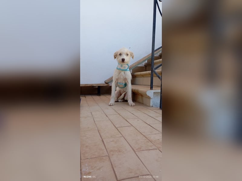 Dora , aufgeweckter TerrierMix