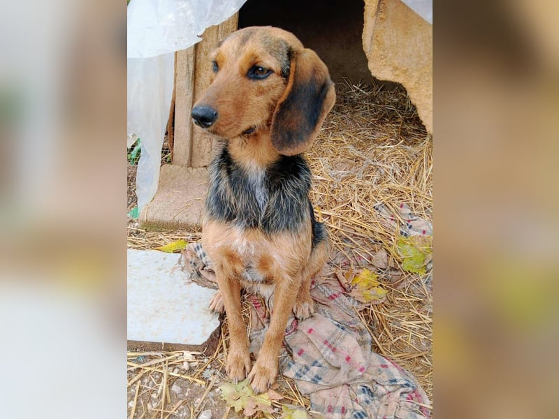 Zarte Tine, Brackenmix, hofft auf ihr Weihnachtswunder