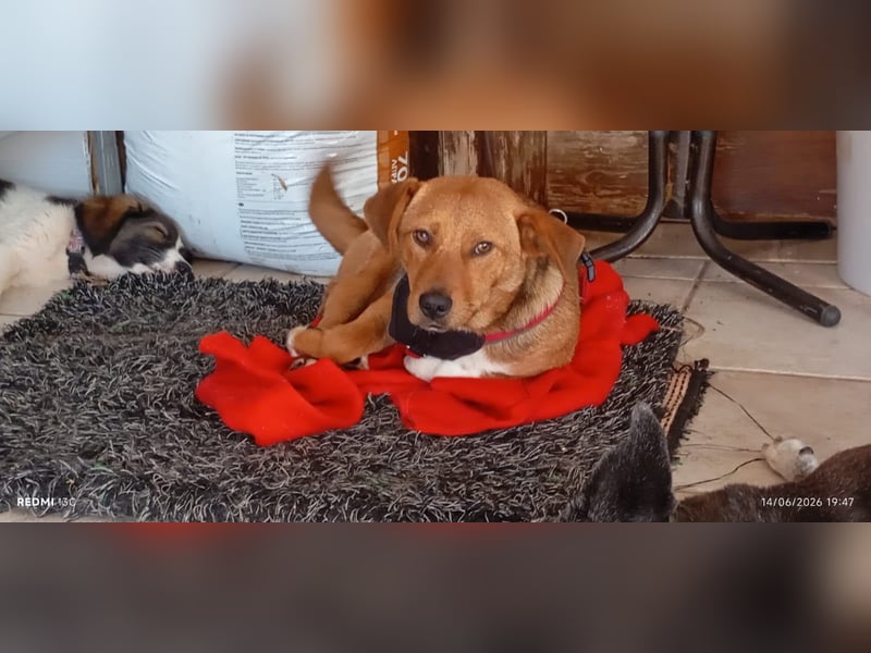 Unkomplizierter Kokoni Mix Cookie wartet aufs Glück