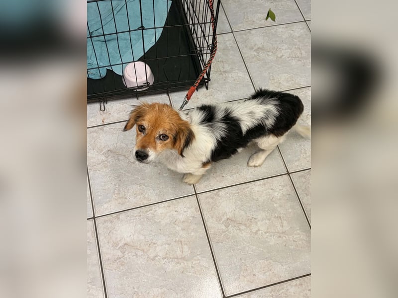 Herzenshund Struppi sucht seine Herzensmenschdn