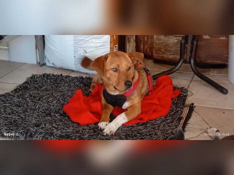 Unkomplizierter Kokoni Mix Cookie wartet aufs Glück