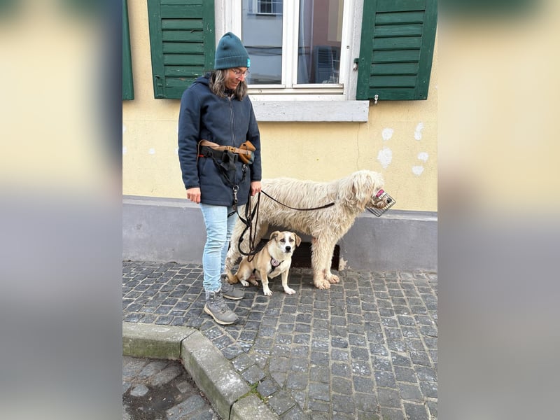 liebenswerter EMOJI sucht seine Menschen