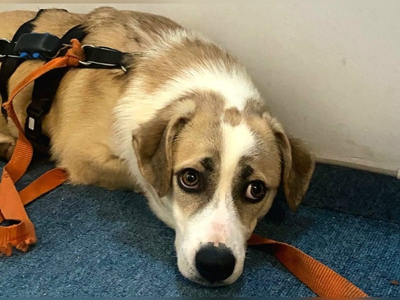 liebenswerter EMOJI sucht seine Menschen