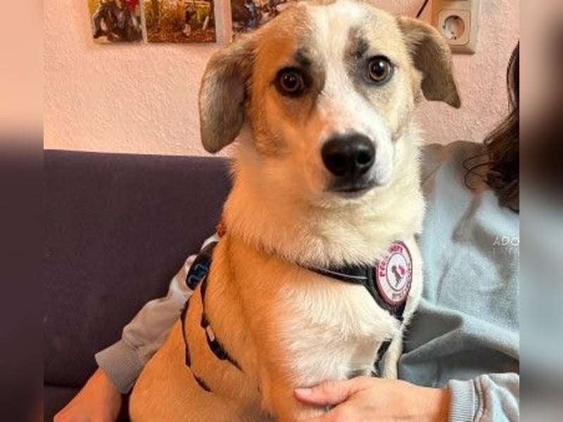 liebenswerter EMOJI sucht seine Menschen