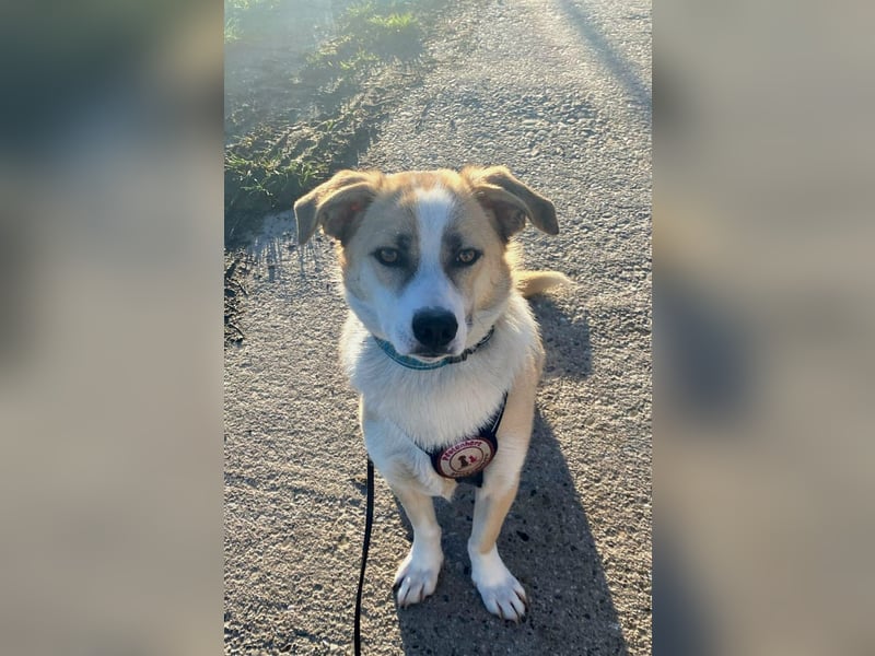 liebenswerter EMOJI sucht seine Menschen