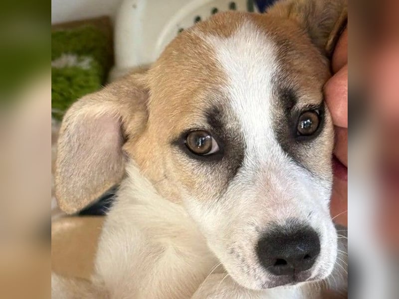 liebenswerter EMOJI sucht seine Menschen