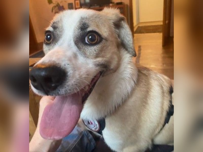 liebenswerter EMOJI sucht seine Menschen