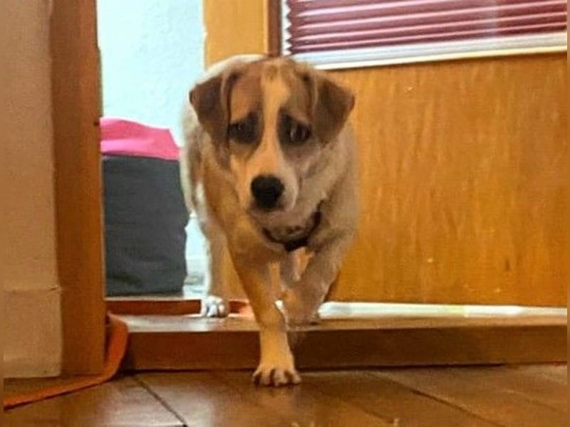 liebenswerter EMOJI sucht seine Menschen