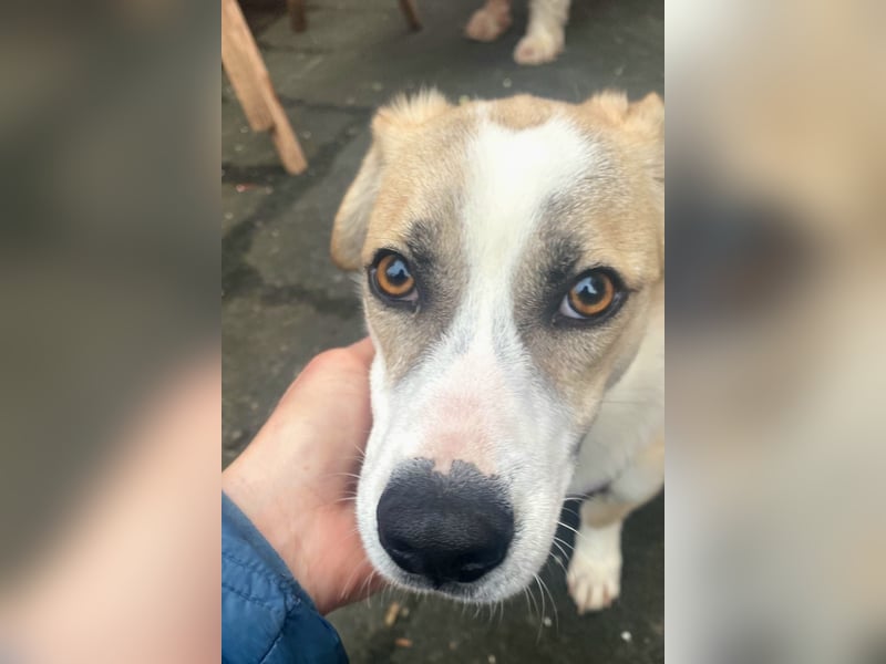 liebenswerter EMOJI sucht seine Menschen