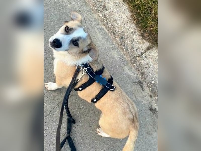 liebenswerter EMOJI sucht seine Menschen