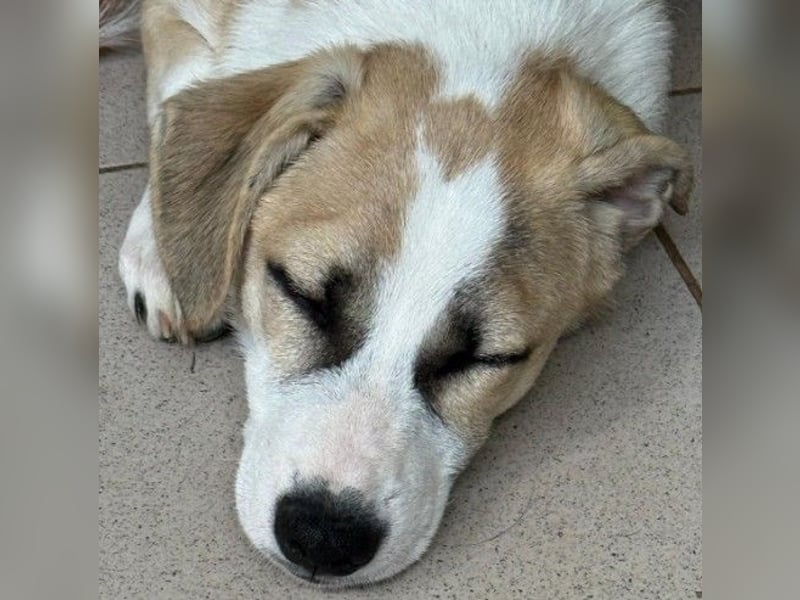 liebenswerter EMOJI sucht seine Menschen