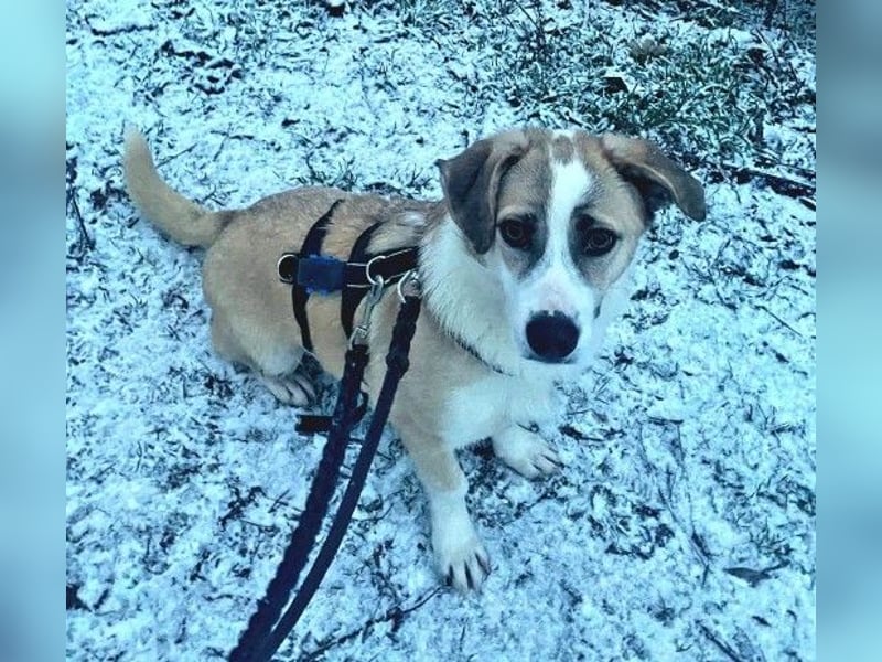 liebenswerter EMOJI sucht seine Menschen