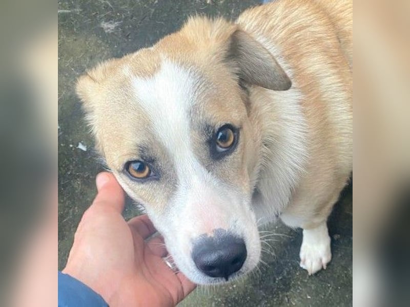 liebenswerter EMOJI sucht seine Menschen