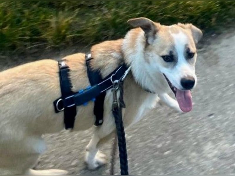 liebenswerter EMOJI sucht seine Menschen