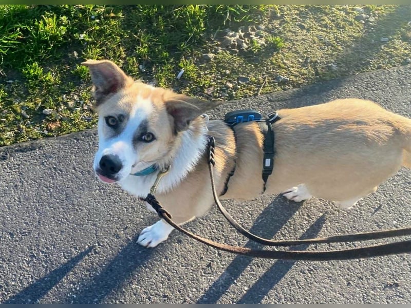 liebenswerter EMOJI sucht seine Menschen