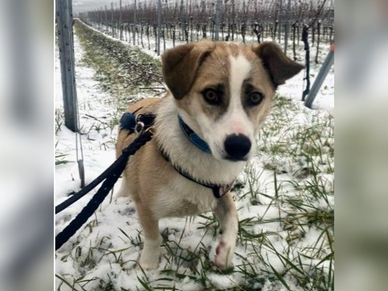 liebenswerter EMOJI sucht seine Menschen