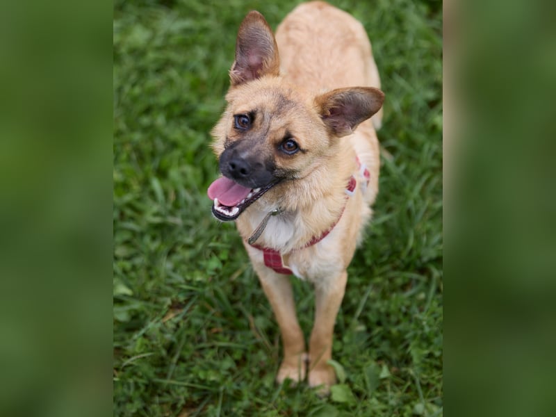 Zarte Eva sucht ein Zuhause voller Liebe und Kuscheleinheiten