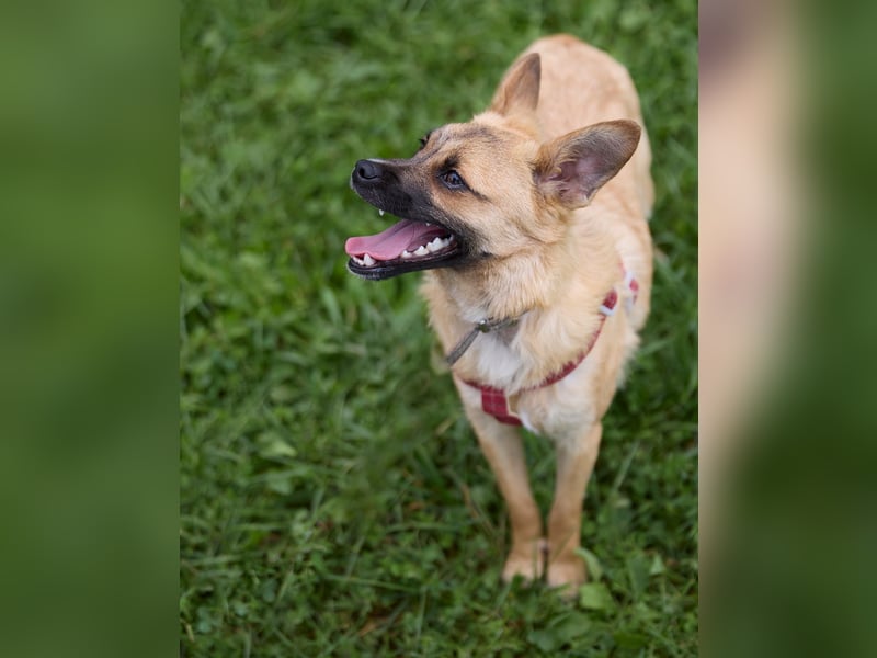 Zarte Eva sucht ein Zuhause voller Liebe und Kuscheleinheiten