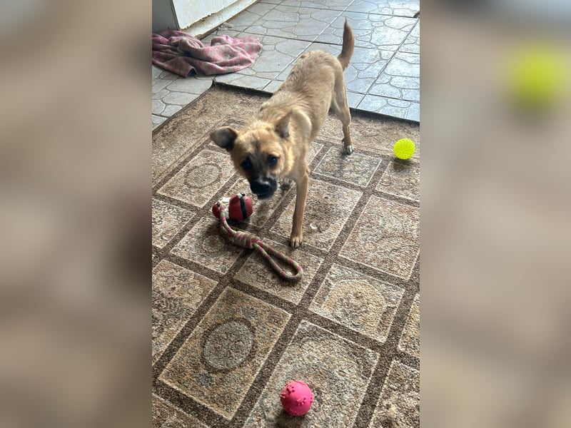 Zarte Eva sucht ein Zuhause voller Liebe und Kuscheleinheiten