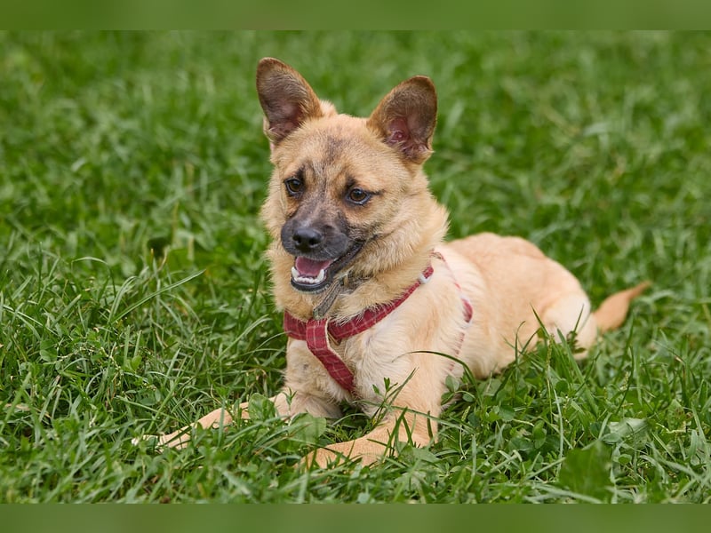 Zarte Eva sucht ein Zuhause voller Liebe und Kuscheleinheiten