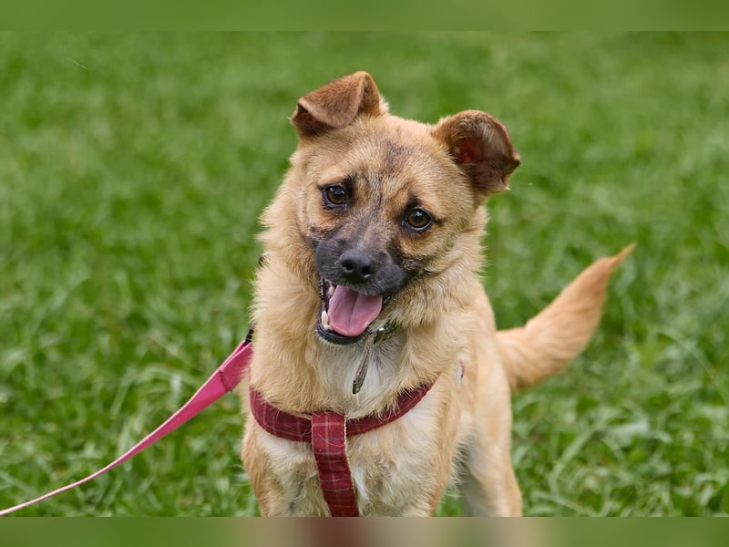 Zarte Eva sucht ein Zuhause voller Liebe und Kuscheleinheiten