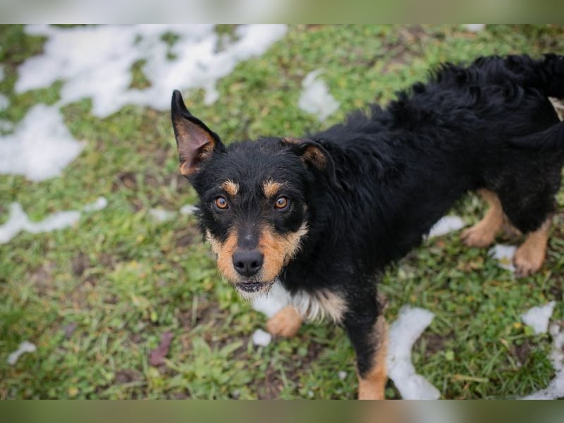 JETTE - schenkst DU mir dein Herz und ein tolles Zuhause?