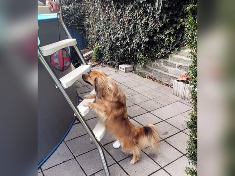 ROBY - bei Unbekanntem bin ich zurückhaltend, habe ich aber Vertrauen lasse ich mich gerne kraulen