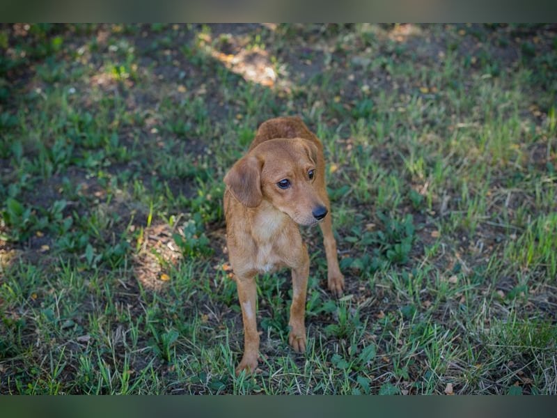 LEICA - die gehorsame, brave Maus sucht eine ruhige, geduldige und liebevolle Familie