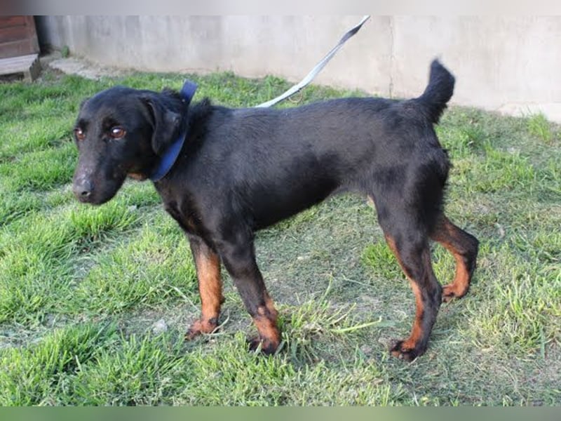 JULLY R. - ihre neue Familie sollte sich mit der Seele eines Terriers etwas auskennen