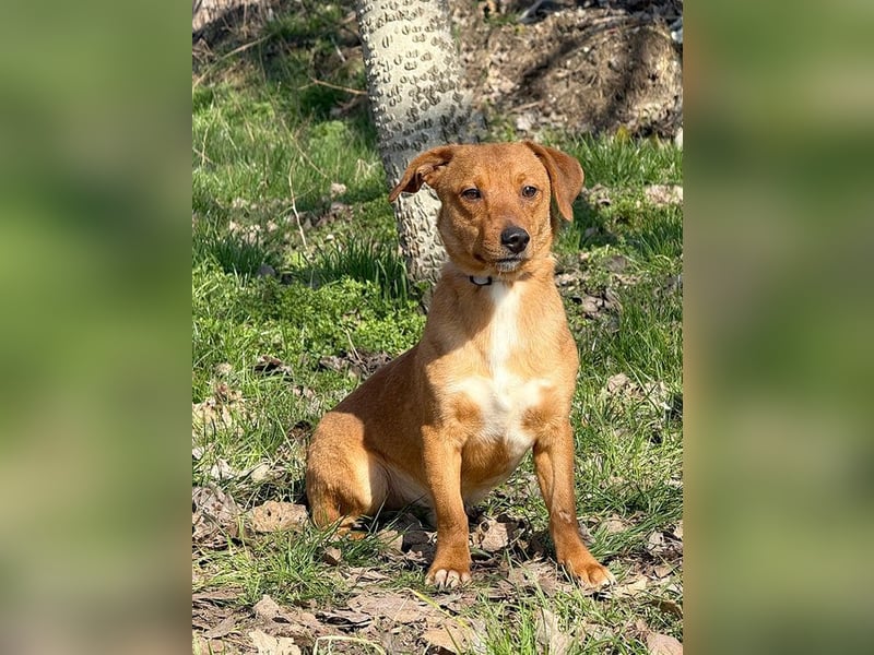 RASHID - der ruhige und gemütliche Rüde träumt von einem liebevollen Zuhause!
