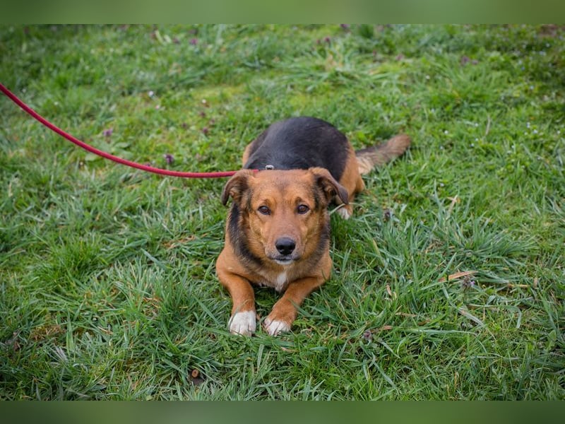 Chip-Nr. 271673 - ich suche eine fröhliche Familie, die mit mir die Welt erobert!